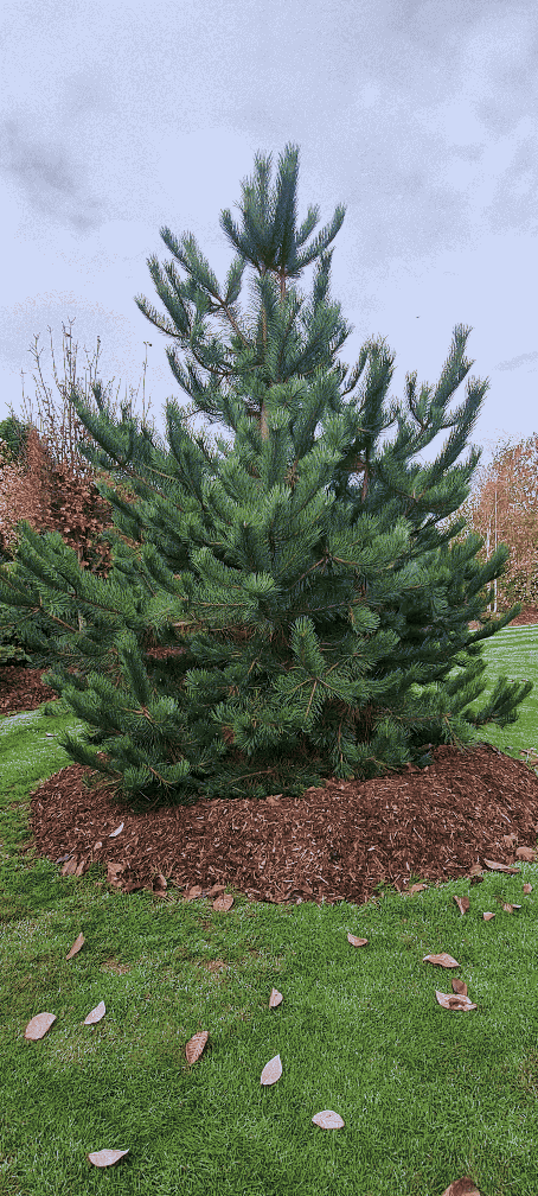 dither_it_17. 20251103_120901.jpg