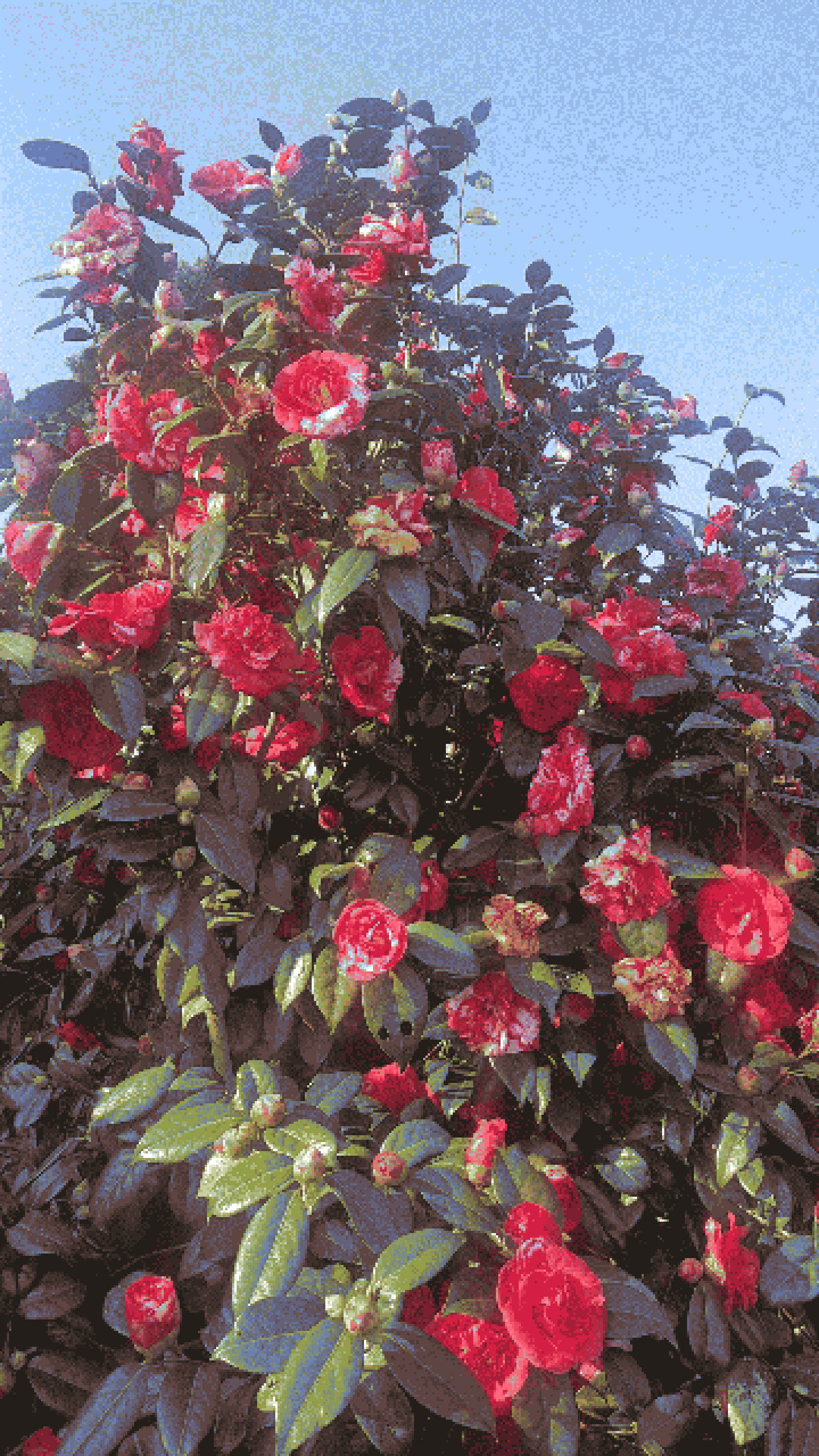 dither_it_4. 20220326_092221.jpg